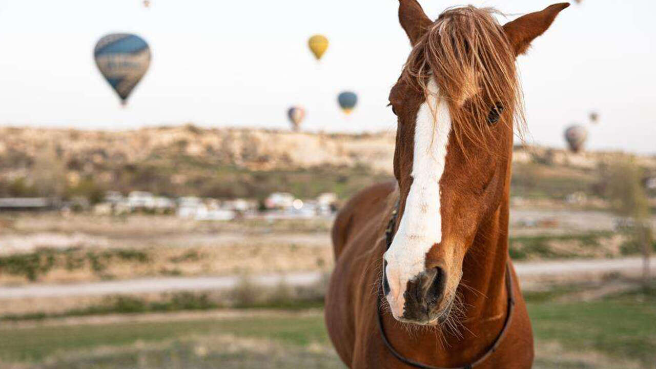 Kapadokya’da Büyük Buluşma: Atçılık Kültürü Canlanıyor 1